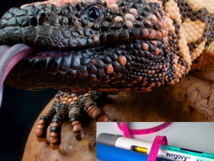 Da saliva venenosa ao mercado trilionário: