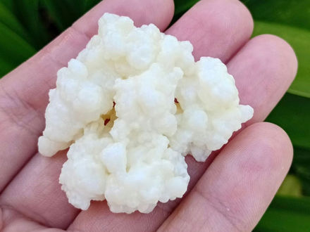 Curiosidades: Conheça os benefícios do Kefir