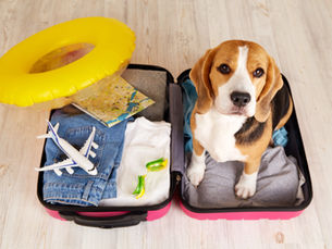 BARF im Urlaub - Wie du deinen Hund auch unterwegs stressfrei und ausgewogen fütterst