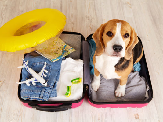 BARF im Urlaub - Wie du deinen Hund auch unterwegs stressfrei und ausgewogen fütterst