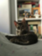 Gatito atigrado descansando para que alguien lo adopte