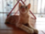 Gato naranja joven mira hacia arriba para que alguien lo adopta