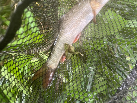 Hidden in plain sight