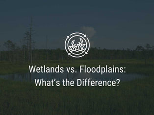 Wetlands vs. Floodplains: What’s the Difference?