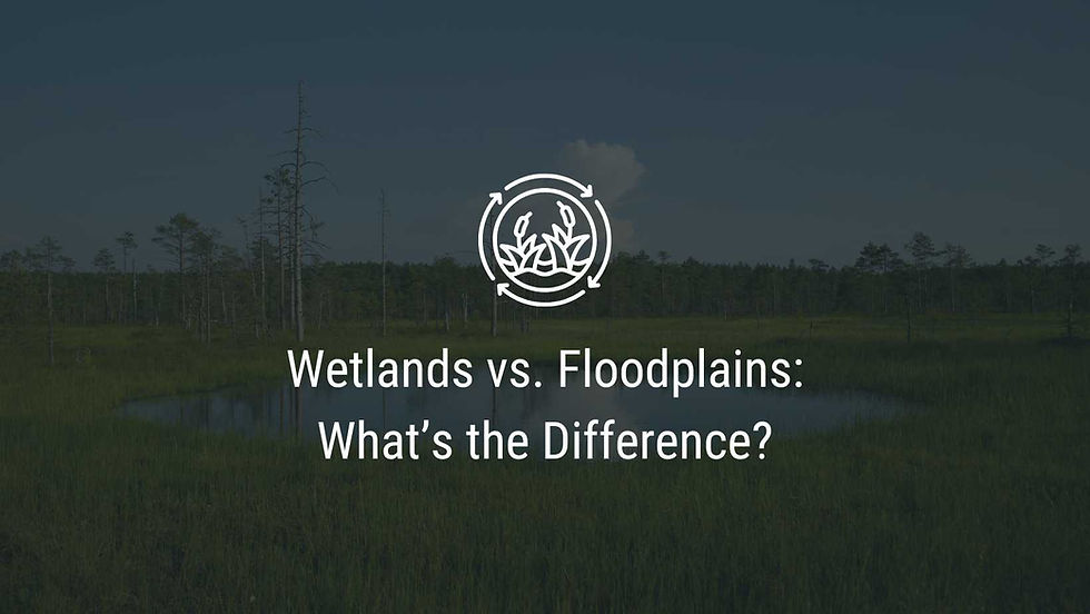 Wetlands vs. Floodplains: What’s the Difference?