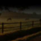 Horse Ranch Photo (1)_edited.jpg