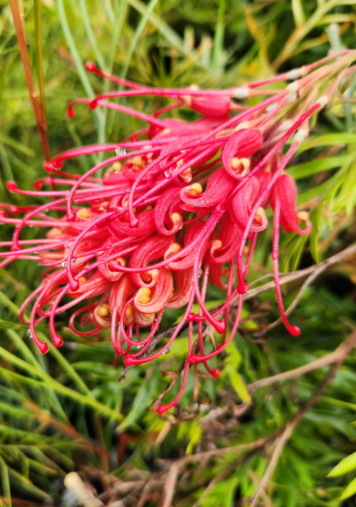 Grevillea — Robyn Gordon and compact forms. Birds. Sun. Don’t phosphorus-bomb natives.