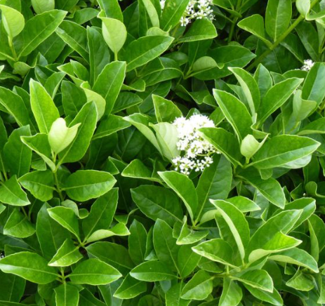 - Viburnum odoratissimum — Dense Fence types. Fast, glossy, part shade. Formal hedge.