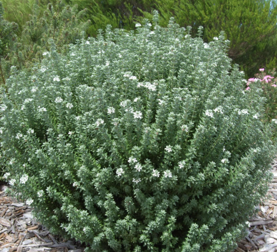 Westringia