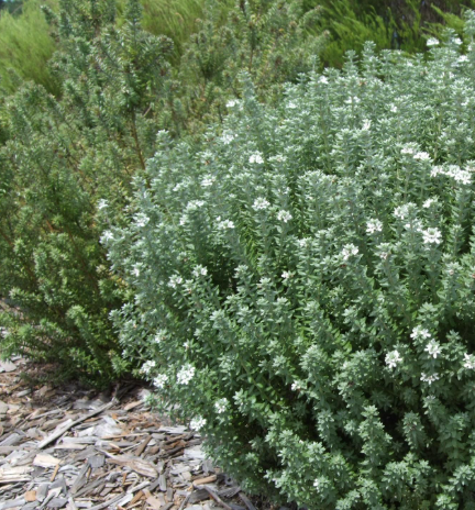 Westringia fruticosa