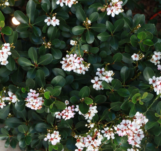Oriental Pearl