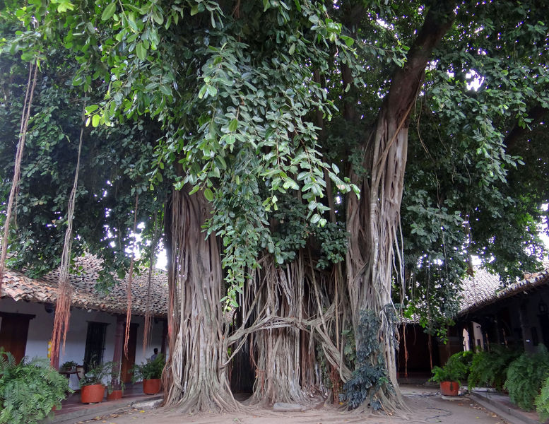 Kolumbien-VT13-Mompos-Banyanbaum