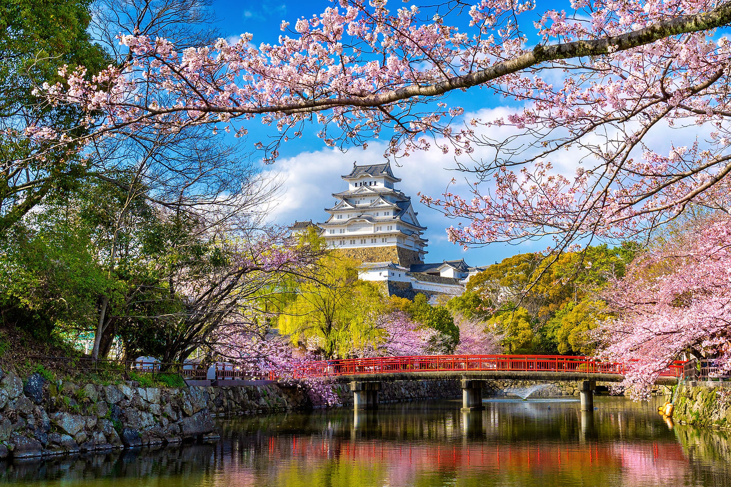 cherry-blossoms-castle-himeji-japan.jpg
