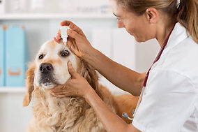 oftalmologia-veterinaria-como-prevenir-o
