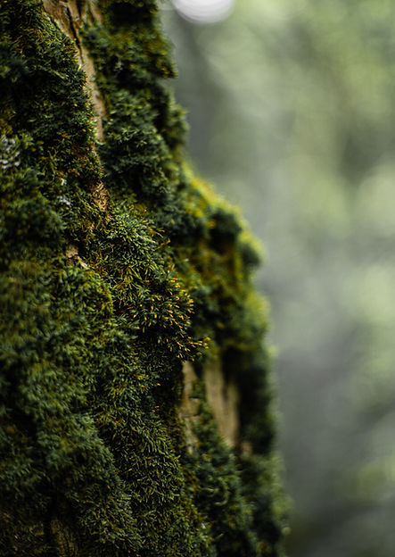 Image by streetsh