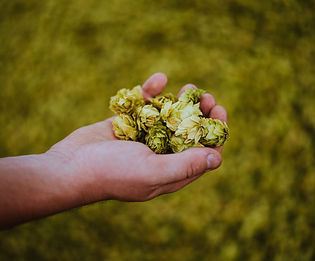 A handful of fresh Hops 