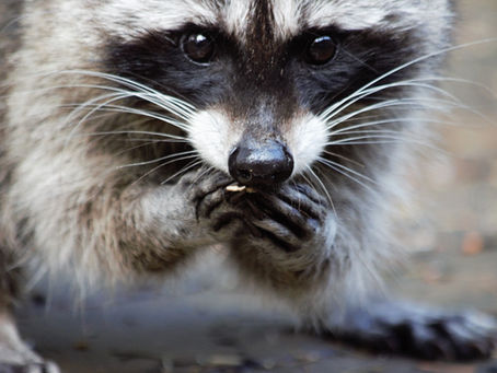 Living with Local Wildlife Series: Raccoons – Coexisting with These Clever Creatures
