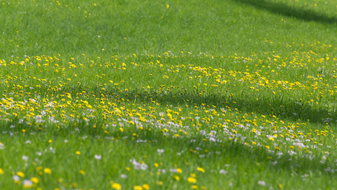 Do Grassland Management Changes Affect Male and Female Insects Differently?