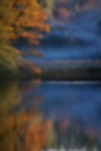 Autumn trees with orange leaves by a misty lake, reflecting vibrant colors on water. Ducks glide across, serene and tranquil setting.