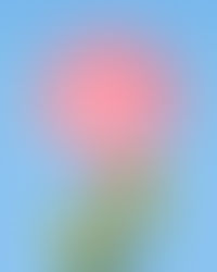 チェリー・ブロッサムフィロソフィ(哲学)