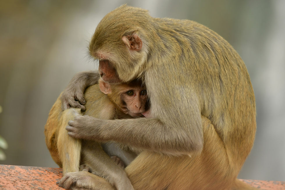 Image by SHIV SINGH