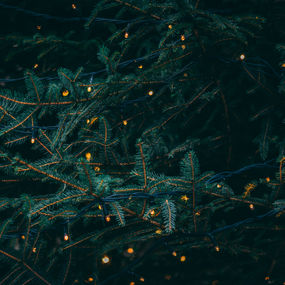 Pine boughs decorated with small yellow lights