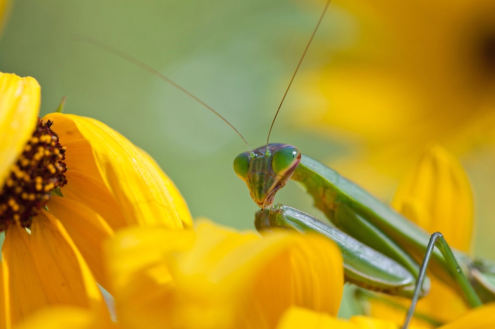 Image by Elisa Kennemer