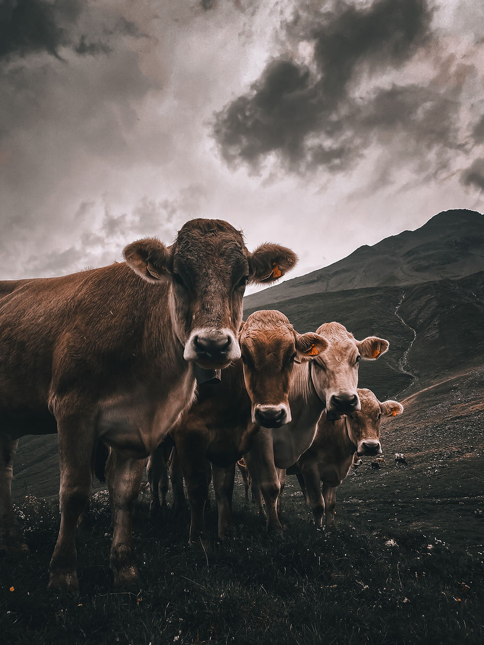 4 cows on a hill side