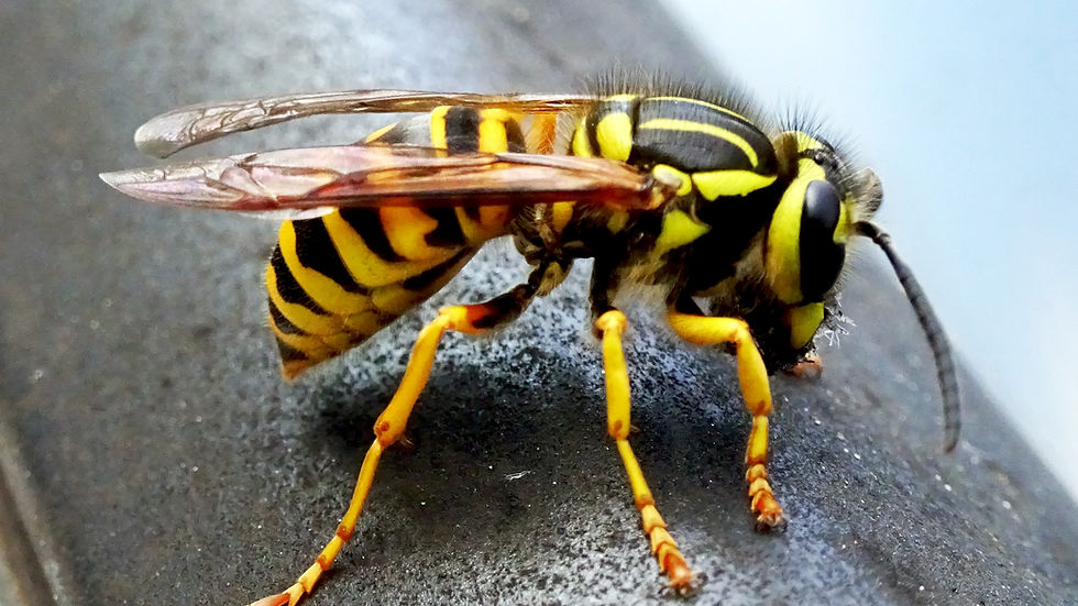 Yellow Jacket resting on a rail.