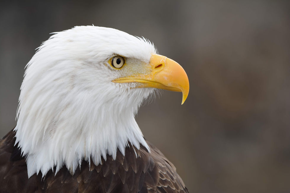 Bald eagle staring into the distance