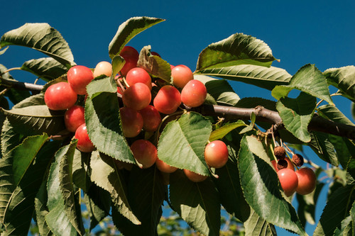 Sweet Cherry Wood | Fruita Wood Chunks