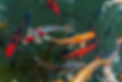 Koi fish