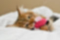pet cat sitter