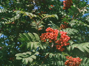 PRZEPISY Z CZERWONYCH KORALIKÓW