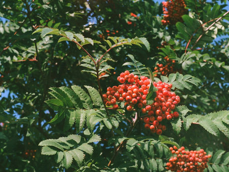 PRZEPISY Z CZERWONYCH KORALIKÓW