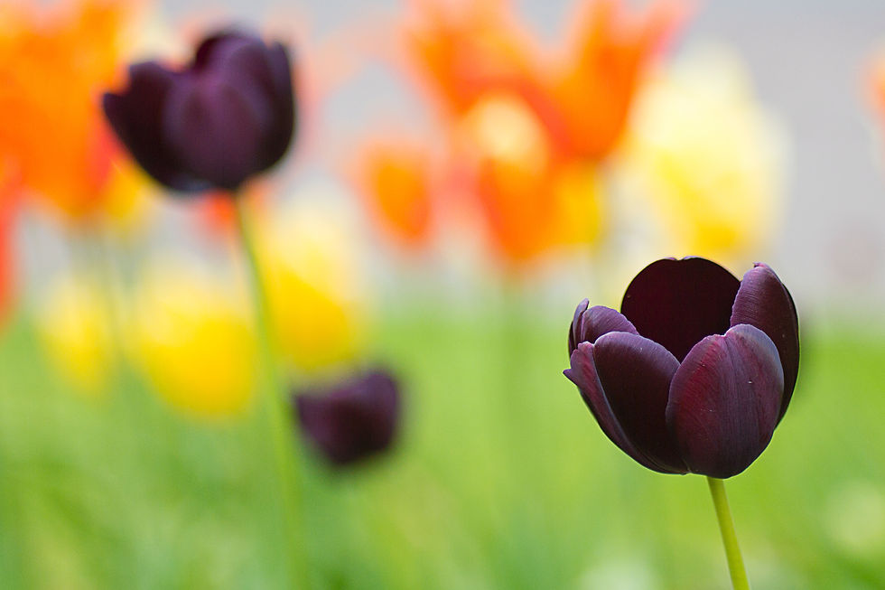 tulipe signification