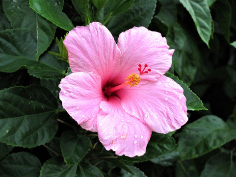 Plant of the Month - Hibiscus