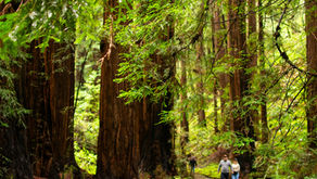 The Dark Woods
