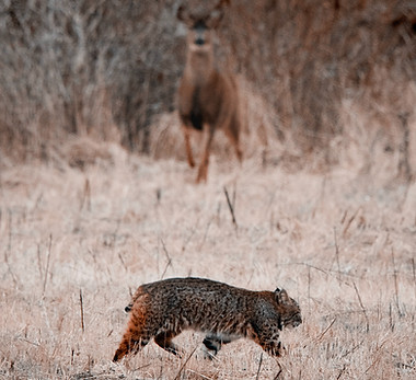 Image by Eddie Black