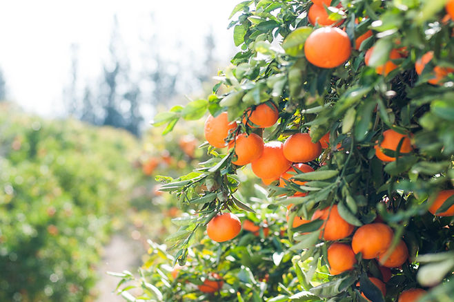 Vitamin C Supplements by Agetis Supplements