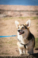 Happy corgi on a blue leash stands outdoors on rocky ground with a sunny desert landscape blurred behind.