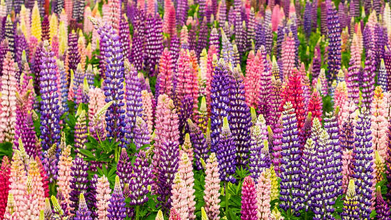 Lupine - Russell Mix