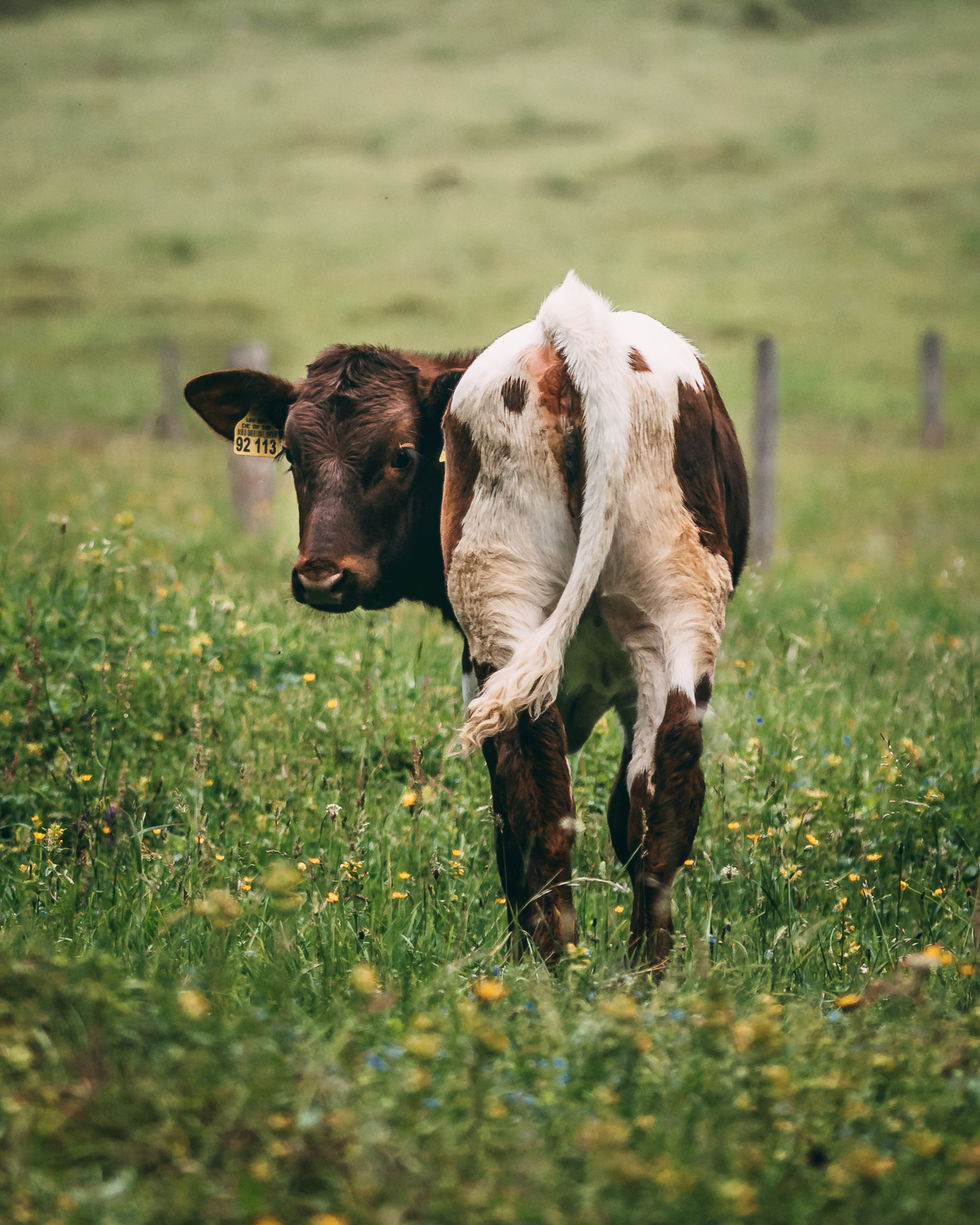 Image by Philipp Knape