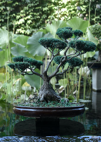 Embark on a journey of miniature enchantment with Whimsy and Wonder: Bonsai Tree Seeds. Our collection is a treasure trove for bonsai enthusiasts, offering a diverse range of seeds to cultivate your very own living masterpiece. From classic Japanese Maple to elegant Juniper, our bonsai tree seeds are meticulously selected for their potential to thrive in miniature form. Whimsy and Wonder, based in Canada, takes pride in delivering high-quality bonsai tree seeds to both seasoned bonsai artists and those venturing into this captivating art form for the first time. Cultivate the art of patience and precision as you transform these tiny seeds into unique bonsai trees that reflect your personal style. With Whimsy and Wonder, your bonsai journey extends worldwide. We ship our carefully curated bonsai tree seeds across the globe, allowing enthusiasts everywhere to experience the joy of nurturing these miniature wonders. Elevate your gardening experience with Whimsy and Wonder: Bonsai Tree Seeds – your trusted source for cultivating the artistry of bonsai in your own home.