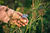Ash + Thorn Herbals Herbalist Ninetta Savino gathering flowers for formula