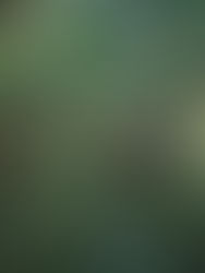 Tres cuartas partes de los manglares del mundo están amenazados