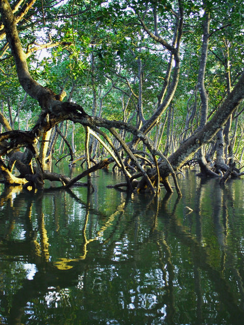 Tres cuartas partes de los manglares del mundo están amenazados