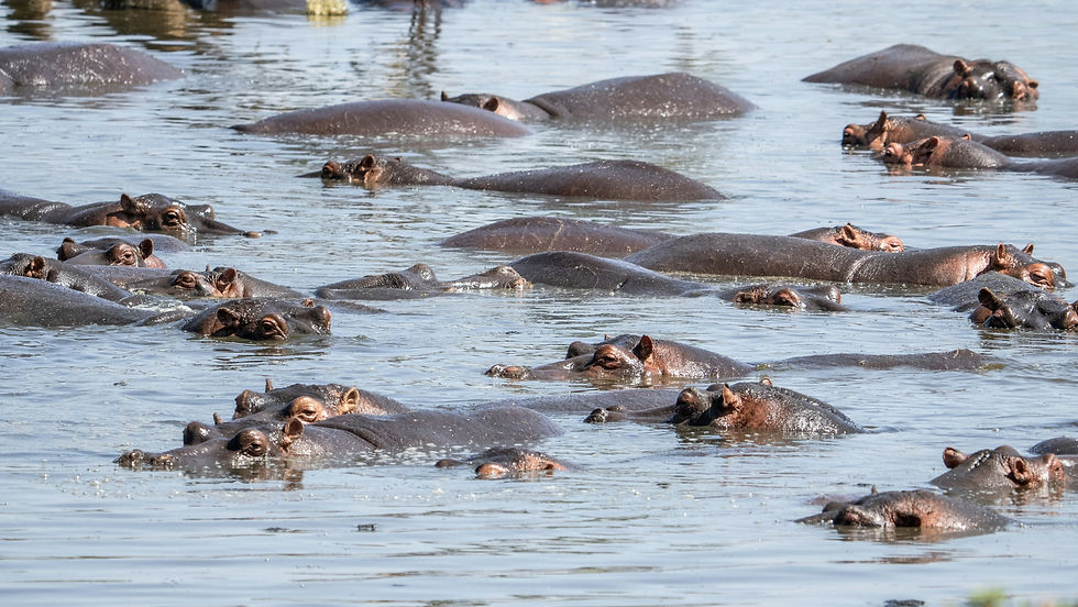 Hippo Herd