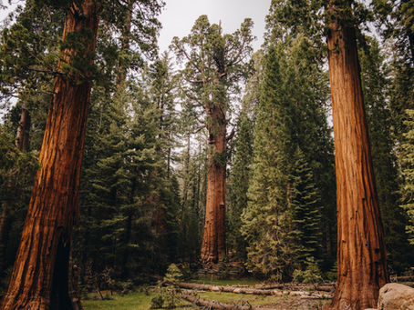 Sequoia