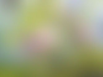 Quand la numérologie rencontre le pouvoir des élixirs floraux